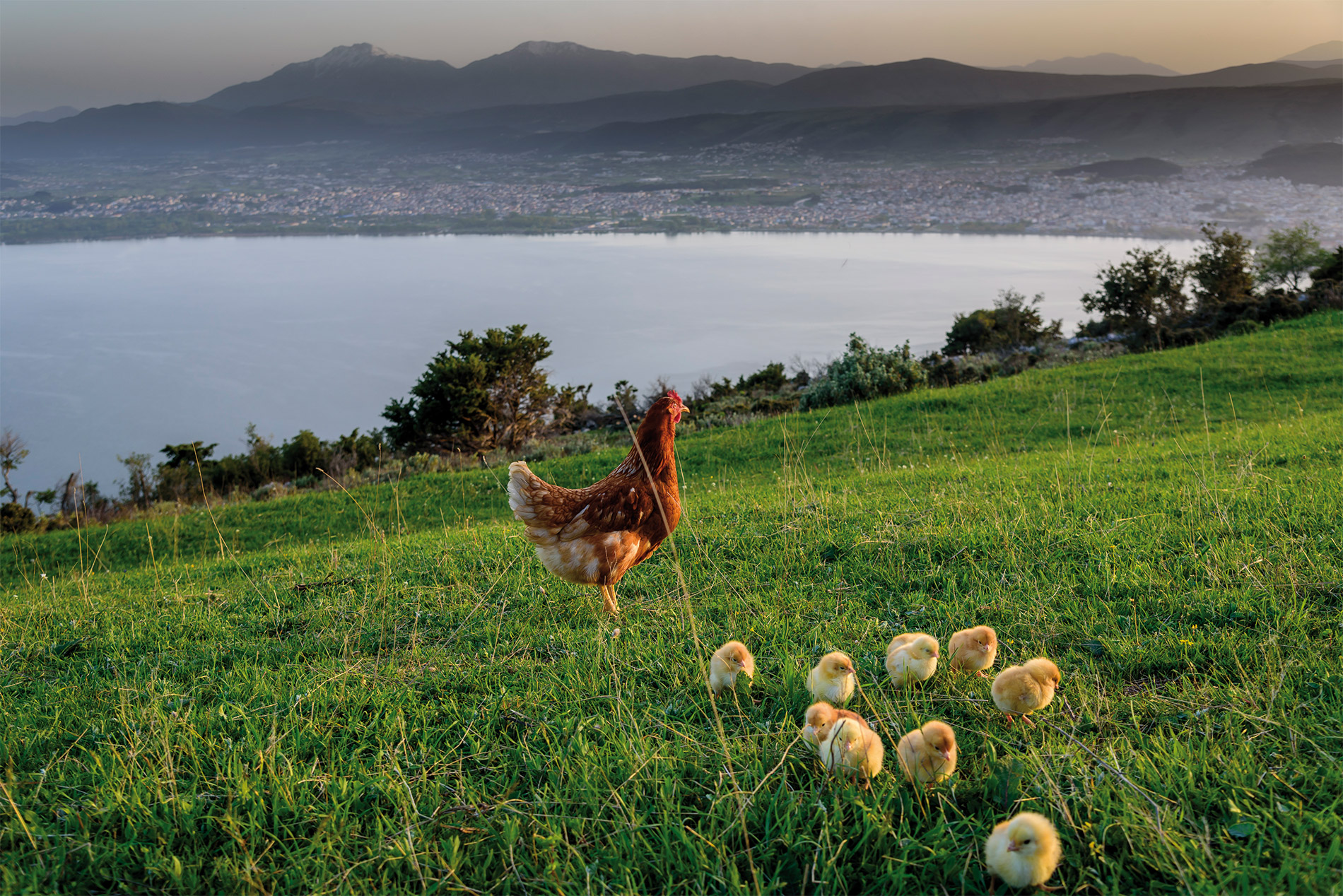 Chickens in Ioannina lake