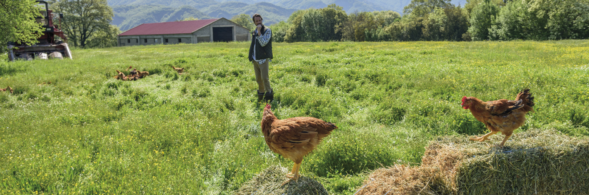 Pindos chickens